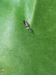 Rhopalosiphum