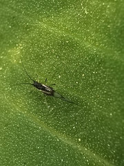 Rhopalosiphum