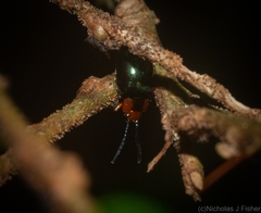 Lamprolina simplicipennis