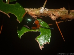 Lamprolina simplicipennis