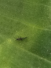 Rhopalosiphum
