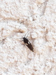 Scythris sinensis