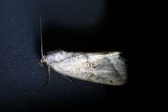 Phyllophila obliterata