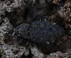 Roptoperus