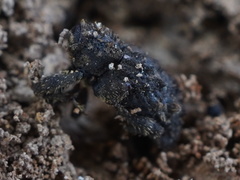 Roptoperus
