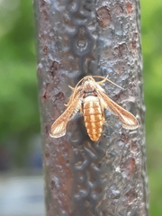 Microsphecia brosiformis