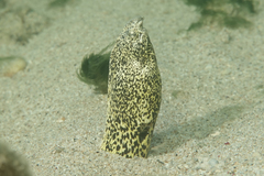 Callechelys marmorata