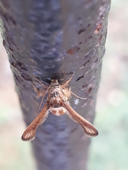 Microsphecia brosiformis