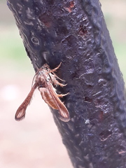 Microsphecia brosiformis