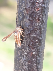 Microsphecia brosiformis