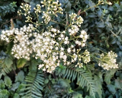Baccharis racemosa