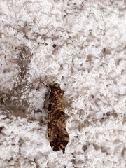 Morophaga choragella