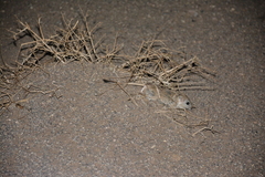 Tatera indica
