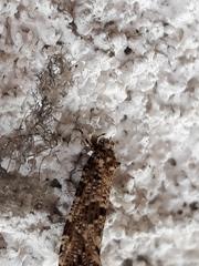 Morophaga choragella