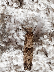 Morophaga choragella