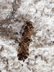 Morophaga choragella