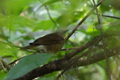 Turdus obsoletus