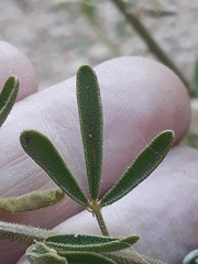 Cleome