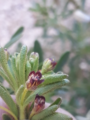 Cleome