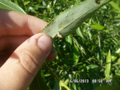 Chrysomela vigintipunctata