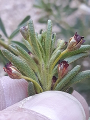 Cleome