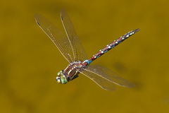 Zosteraeschna minuscula