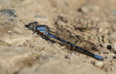 Arrenurus