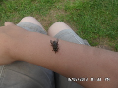 Hybomitra bimaculata