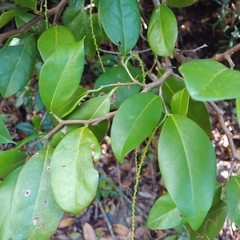 Coccoloba pyrifolia