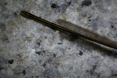 Ischnura asiatica