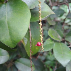 Coccoloba pyrifolia