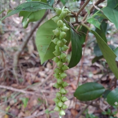 Coccoloba pyrifolia