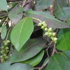 Coccoloba pyrifolia