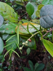 Coccoloba pyrifolia