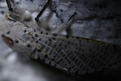 Zeuzera multistrigata