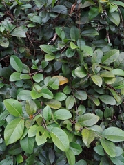 Coccoloba pyrifolia