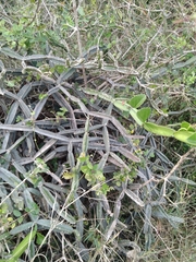 Cissus quadrangularis