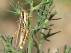Dichroplus elongatus