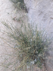 Deverra