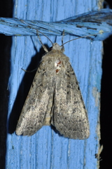 Rhyacia simulans
