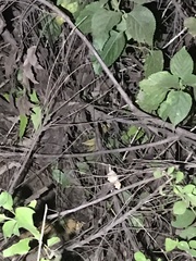 Rieppeleon kerstenii