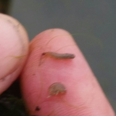 Eumalacostraca
