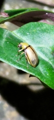 Monolepta sauteri