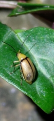Monolepta sauteri