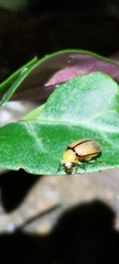 Monolepta sauteri