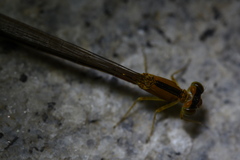 Ischnura asiatica