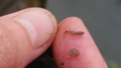 Eumalacostraca