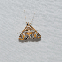 Margarosticha sphenotis