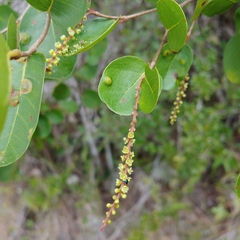 Coccoloba microstachya
