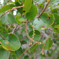 Coccoloba microstachya